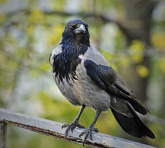 Aaskrähe (Corvus corone/ Corvus cornix)